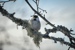 Willow Tit (Poecile montanus)