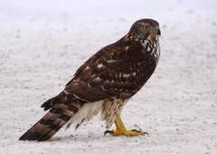 Hønsehauk (Accipiter gentilis)