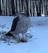 Hønsehauk (Accipiter gentilis)