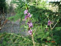 Tysbast (Daphne mezereum)