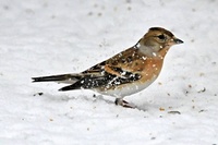 Bjørkefink (Fringilla montifringilla)