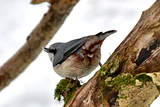 Spettmeis (Sitta europaea)