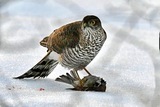 Spurvehauk (Accipiter nisus)