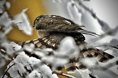 Spurvehauk (Accipiter nisus)