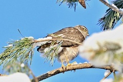 Spurvehauk (Accipiter nisus)