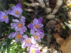 Crocus (Crocus)