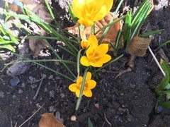 Gulkrokus (Crocus flavus)