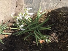 Snøklokke (Galanthus nivalis)