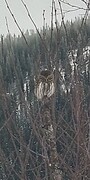 Spurveugle (Glaucidium passerinum)