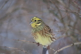 Gulspurv (Emberiza citrinella)