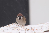 Pilfink (Passer montanus)