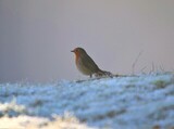 Rødstrupe (Erithacus rubecula)