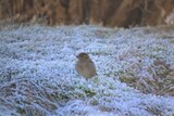 Gråspurv (Passer domesticus)