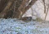 Pilfink (Passer montanus)