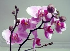 Orkidéfamilien (Orchidaceae)