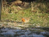 Rødstrupe (Erithacus rubecula)