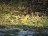 Grønnfink (Carduelis chloris)