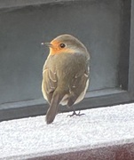 Robin (Erithacus rubecula)