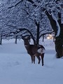 Rådyr (Capreolus capreolus)