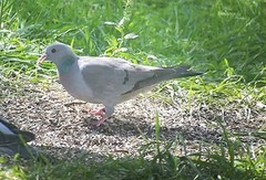 Stock Pigeon (Columba oenas)