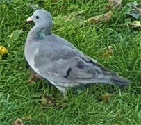 Skogdue (Columba oenas)