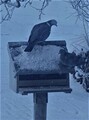 Skogdue (Columba oenas)