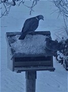 Stock Pigeon (Columba oenas)