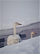 Whooper Swan (Cygnus cygnus)