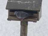 Skogdue (Columba oenas)