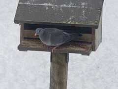 Stock Pigeon (Columba oenas)