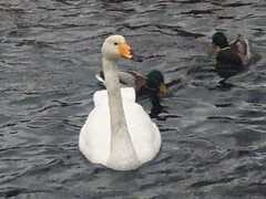 Whooper Swan (Cygnus cygnus)