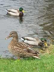 Stokkand (Anas platyrhynchos)