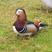 Mandarin Duck (Aix galericulata)