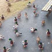 Mallard (Anas platyrhynchos)