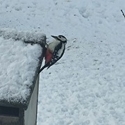 Great Spotted Woodpecker (Dendrocopos major)