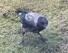 Hooded Crow (Corvus cornix)