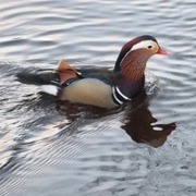 Mandarin Duck (Aix galericulata)