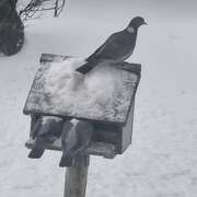 Wood Pigeon (Columba palumbus)