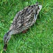 Mallard (Anas platyrhynchos)