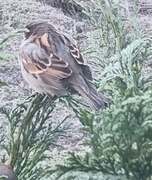 House Sparrow (Passer domesticus)