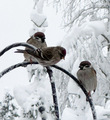 Pilfink (Passer montanus)