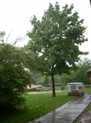 Norway  Maple (Acer platanoides)