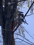 Stjertmeis (Aegithalos caudatus)