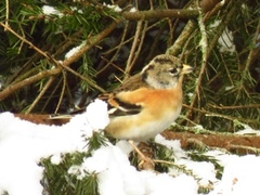 Bjørkefink (Fringilla montifringilla)