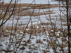 Whooper Swan (Cygnus cygnus)