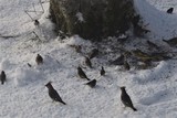 Sidensvans (Bombycilla garrulus)