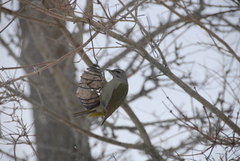 Gråspett (Picus canus)