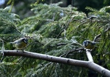 Blåmeis (Cyanistes caeruleus)