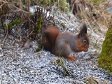 Ekorn (Sciurus vulgaris)