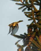 Bjørkefink (Fringilla montifringilla)